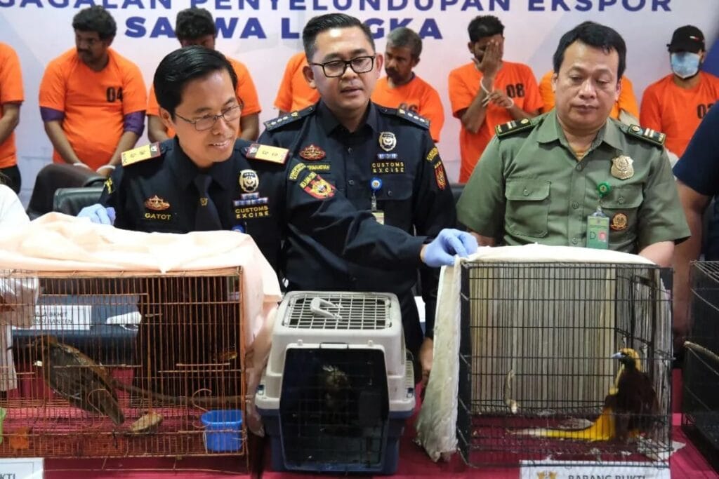 Bea dan Cukai Soekarno Hatta Berhasil Gagalkan Penyelundupan Satwa Langka Bea dan Cukai Soekarno Hatta Berhasil Gagalkan Penyelundupan Satwa Langka
