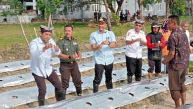 Bupati Medhayoh, Tanam Cabai Bersama Dan Kenduri Sedekah Bumi, Di Desa Ngujung, Temayang
