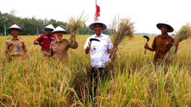 Bupati Bojonegoro Setyo Wahono-Wabup Nurul Azizah Hadiri Tradisi Wiwit Masal dan Panen Raya Padi, Di Desa Sidodadi, Sukosewu