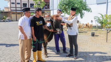 Hari Raya Idul Adha 1446 Hijriyah, Polres Bojonegoro Kurban 20 ekor Sapi dan 31 ekor Kambing, Dibagikan ke Mereka Yang Berhak Menerimanya