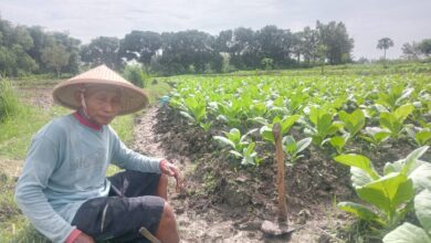 Tanaman Tembakau Petani Desa Tlogohaji, Sumberrejo, Yang Tak Mati Akibat Guyuran Hujan dan Tumbuh Dengan Baik