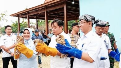Launching Pengendalian Tikus Dengan Memanfaatkan Burung Hantu, Digelar Di Desa Nguken, Padangan