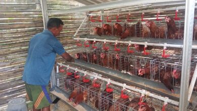 Sejak Awal Juli, Program Gayatri Desa Sedeng, Kanor, Ayamnya Sudah Bertelur, Mampu Tingkatkan Inkam KPM