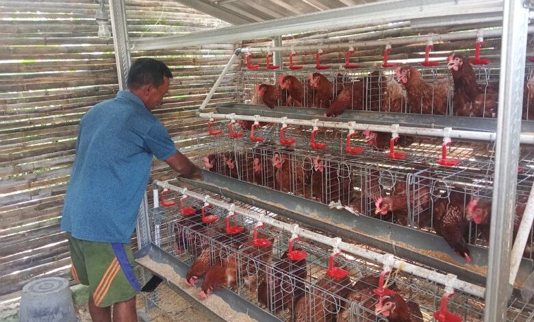 Sejak Awal Juli, Program Gayatri Desa Sedeng, Kanor, Ayamnya Sudah Bertelur, Mampu Tingkatkan Inkam KPM Sejak Awal Juli, Program Gayatri Desa Sedeng, Kanor, Ayamnya Sudah Bertelur, Mampu Tingkatkan Inkam KPM