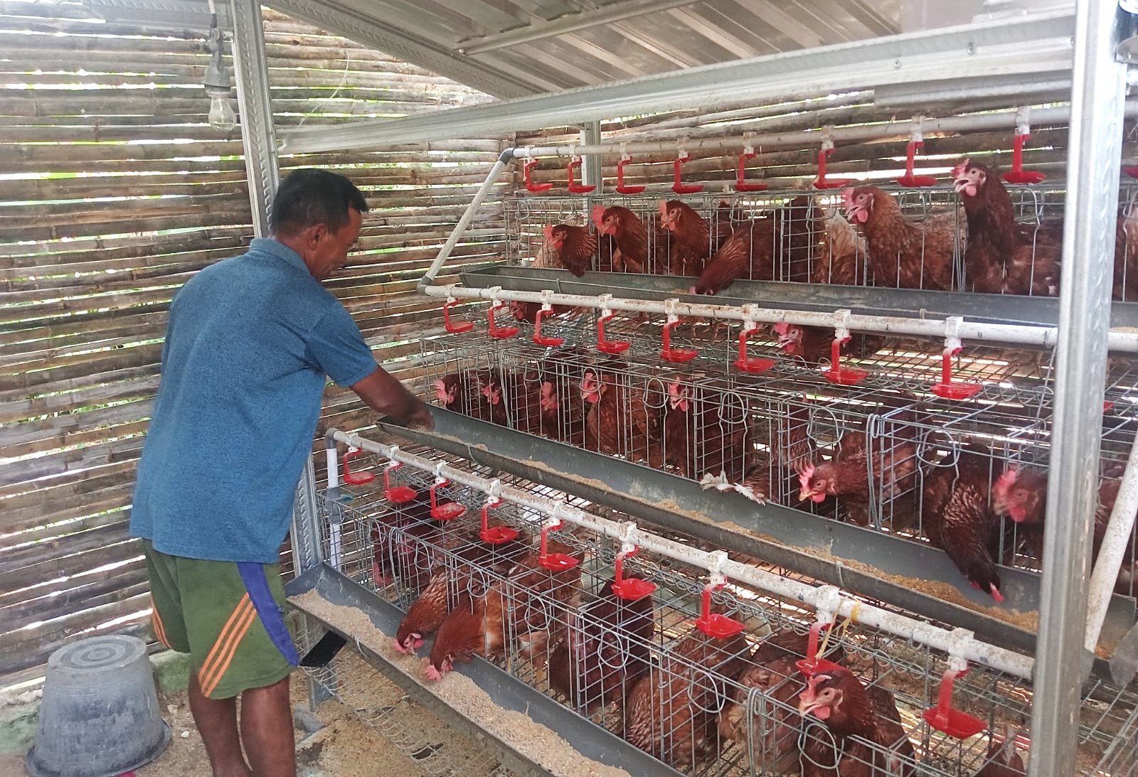 Sejak Awal Juli, Program Gayatri Desa Sedeng, Kanor, Ayamnya Sudah Bertelur, Mampu Tingkatkan Inkam KPM