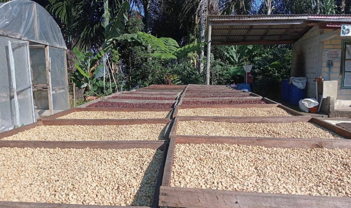 Kopi Sedayu, Punya Cita Rasa Kopi Khas Dari Ponorogo