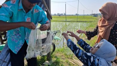 Petani di Wilayah Kecamatan Ngraho, Bojonegoro, Kendalikan Populasi Hama Tikus, Pasang Jaring Perangkap di Sawah