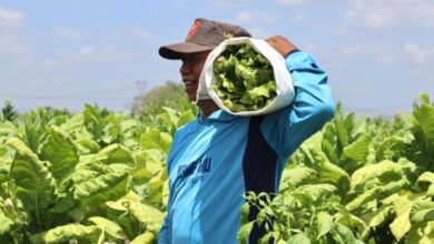 Tembakau Bojonegoro Sudah Mulai Panen, Harga Relatif Bagus Meski Terkendala Cuaca