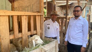 Kades Tikusan Edy Sunarto Ajak Warganya Sukseskan Ketahanan Pangan Dengan Program Ternak Domba