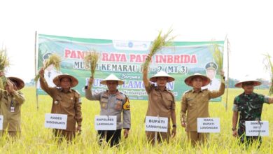Kapolres Lamongan Hadiri Panen Raya Padi Inbrida Musim Kemarau Ke-2, Di Desa Sidomukti, Kembangbahu