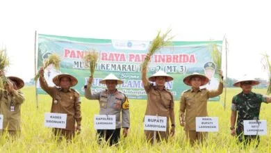Kapolres Lamongan Hadiri Panen Raya Padi Inbrida Musim Kemarau Ke-2, Di Desa Sidomukti, Kembangbahu Kapolres Lamongan Hadiri Panen Raya Padi Inbrida Musim Kemarau Ke-2, Di Desa Sidomukti, Kembangbahu