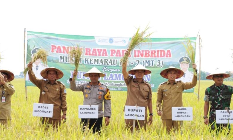 Kapolres Lamongan Hadiri Panen Raya Padi Inbrida Musim Kemarau Ke-2, Di Desa Sidomukti, Kembangbahu Kapolres Lamongan Hadiri Panen Raya Padi Inbrida Musim Kemarau Ke-2, Di Desa Sidomukti, Kembangbahu
