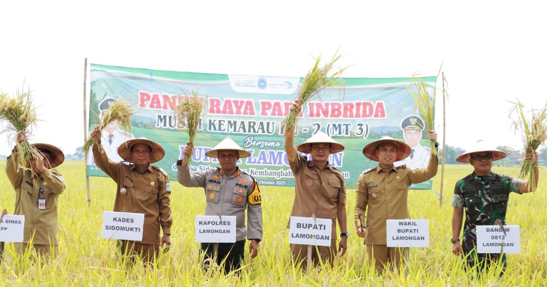 Kapolres Lamongan Hadiri Panen Raya Padi Inbrida Musim Kemarau Ke-2, Di Desa Sidomukti, Kembangbahu Kapolres Lamongan Hadiri Panen Raya Padi Inbrida Musim Kemarau Ke-2, Di Desa Sidomukti, Kembangbahu