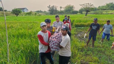 Warga Desa Blumbang, Maduran, Ditemukan Meninggal Di Area Persawahan, Diduga Akibat Tersengat Aliran Listrik Jabakan Tikus