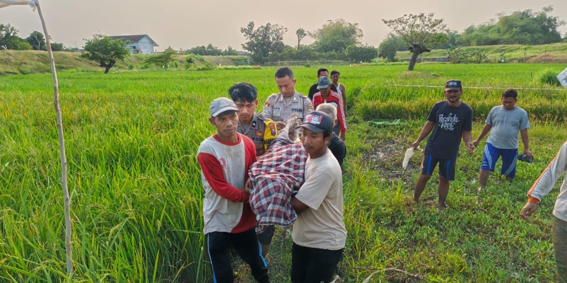 Warga Desa Blumbang, Maduran, Ditemukan Meninggal Di Area Persawahan, Diduga Akibat Tersengat Aliran Listrik Jabakan Tikus