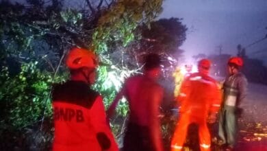 BPBD Bojonegoro Lakukan Penanganan 5 Pohon Roboh Akibat Diterjang Angin Kencang, di Raya Mojosari-Mayangrejo, Kalitidu