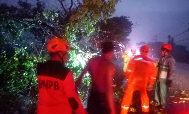 BPBD Bojonegoro Lakukan Penanganan 5 Pohon Roboh Akibat Diterjang Angin Kencang, di Raya Mojosari-Mayangrejo, Kalitidu