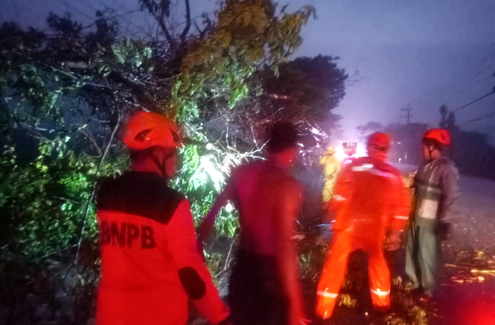 BPBD Bojonegoro Lakukan Penanganan 5 Pohon Roboh Akibat Diterjang Angin Kencang, di Raya Mojosari-Mayangrejo, Kalitidu