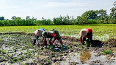 Babinsa Koramil 09/Sumberrejo, Kodim 0813 Bojonegoro, Bantu Petani Desa Kedungrejo, Tanam Padi Babinsa Koramil 09/Sumberrejo, Kodim 0813 Bojonegoro, Bantu Petani Desa Kedungrejo, Tanam Padi