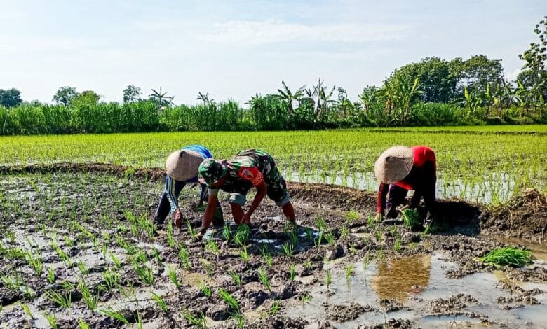 Babinsa Koramil 09/Sumberrejo, Kodim 0813 Bojonegoro, Bantu Petani Desa Kedungrejo, Tanam Padi Babinsa Koramil 09/Sumberrejo, Kodim 0813 Bojonegoro, Bantu Petani Desa Kedungrejo, Tanam Padi