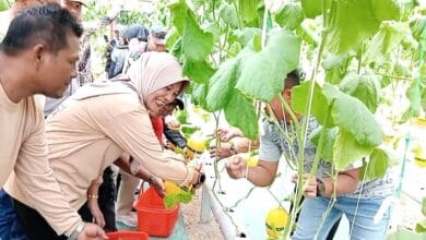 Panen Melon Premium Di Mirah Farm Green House, Desa Sidorejo, Padangan, Dihadiri Wabup Bojonegoro Hj Nurul Azizah