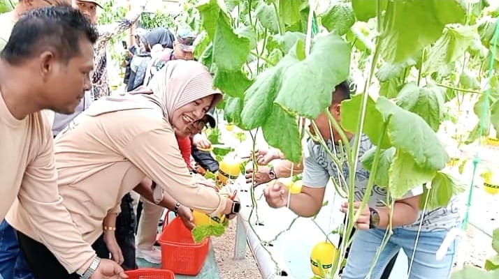Panen Melon Premium Di Mirah Farm Green House, Desa Sidorejo, Padangan, Dihadiri Wabup Bojonegoro Hj Nurul Azizah Panen Melon Premium Di Mirah Farm Green House, Desa Sidorejo, Padangan, Dihadiri Wabup Bojonegoro Hj Nurul Azizah