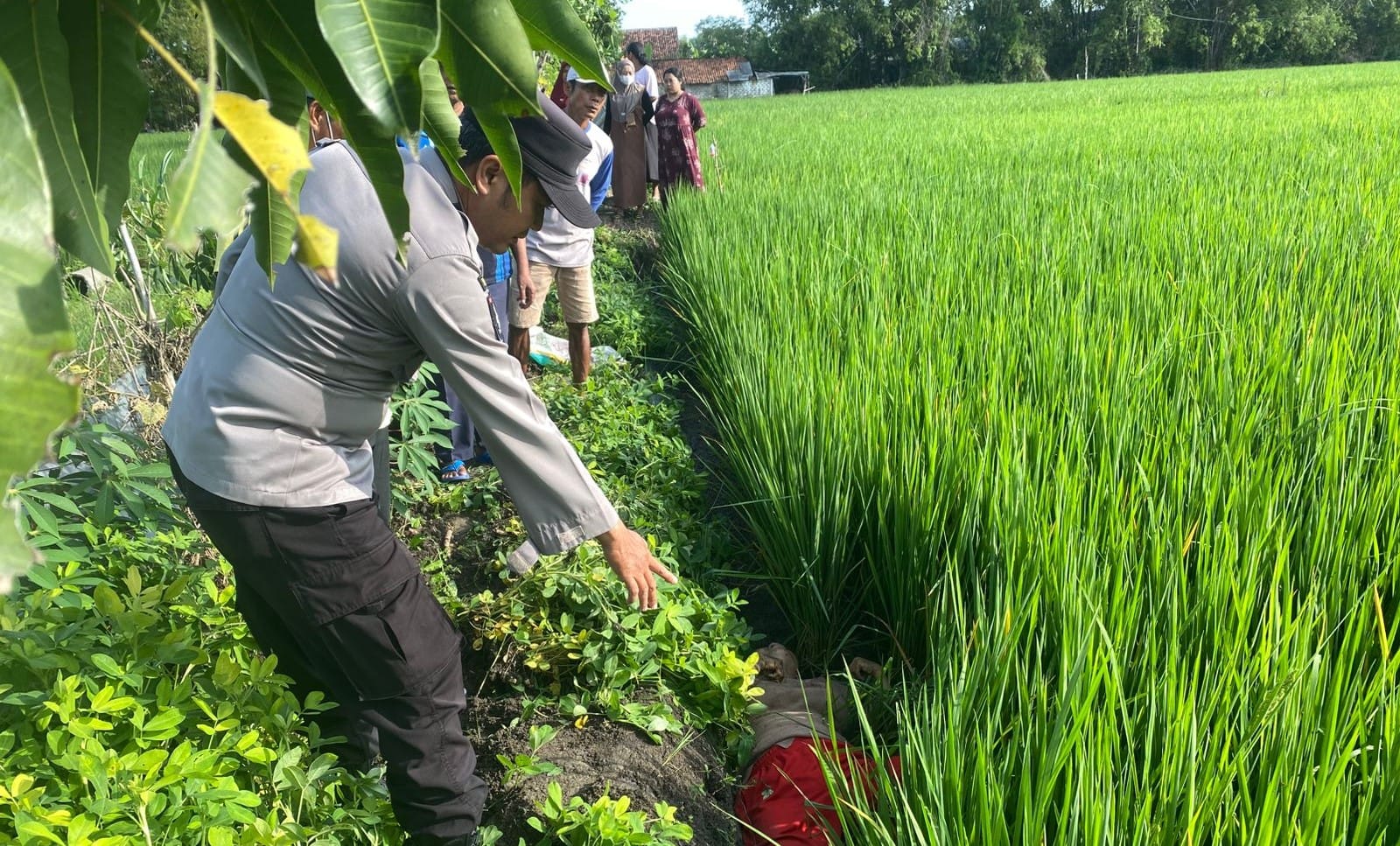 Seorang Wanita Warga Kediren, Kalitengah, Ditemukan Meninggal Di Persawahan, Diduga Akibat Kesetrum Jebakan Tikus
