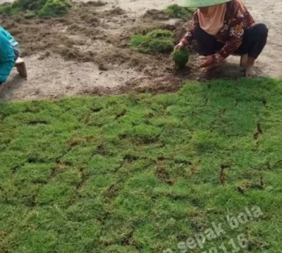 Kolektor Lapangan Cabang Banyuwangi