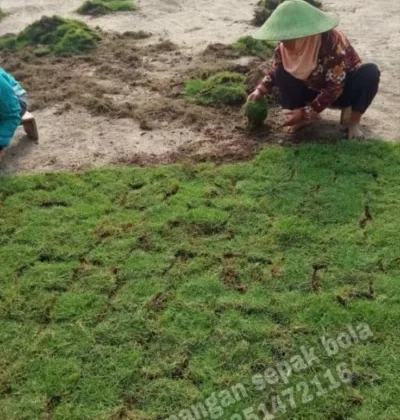 Kolektor Lapangan Cabang Banyuwangi