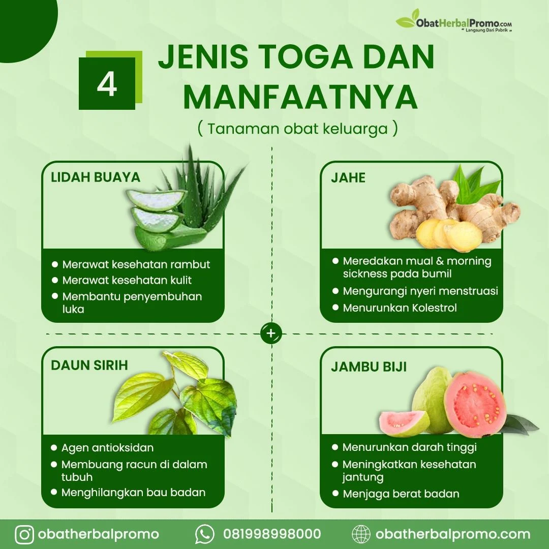 40 Jenis Tanaman Obat Dan Gambarnya Dalchaebi 40 Jenis Tanaman Obat Dan Gambarnya Dalchaebi