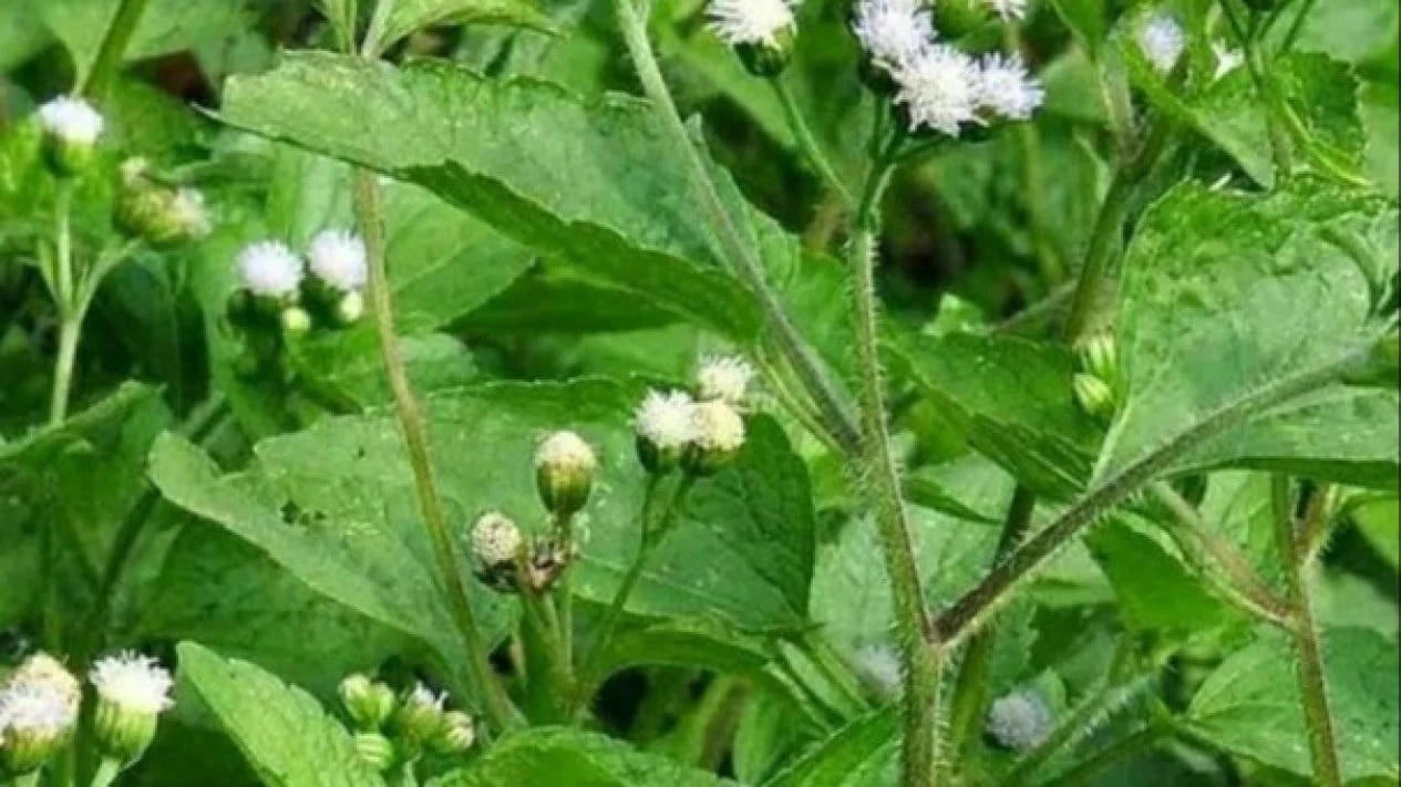 5 Tanaman Liar yang Ternyata Bisa Jadi Obat Herbal 5 Tanaman Liar yang Ternyata Bisa Jadi Obat Herbal