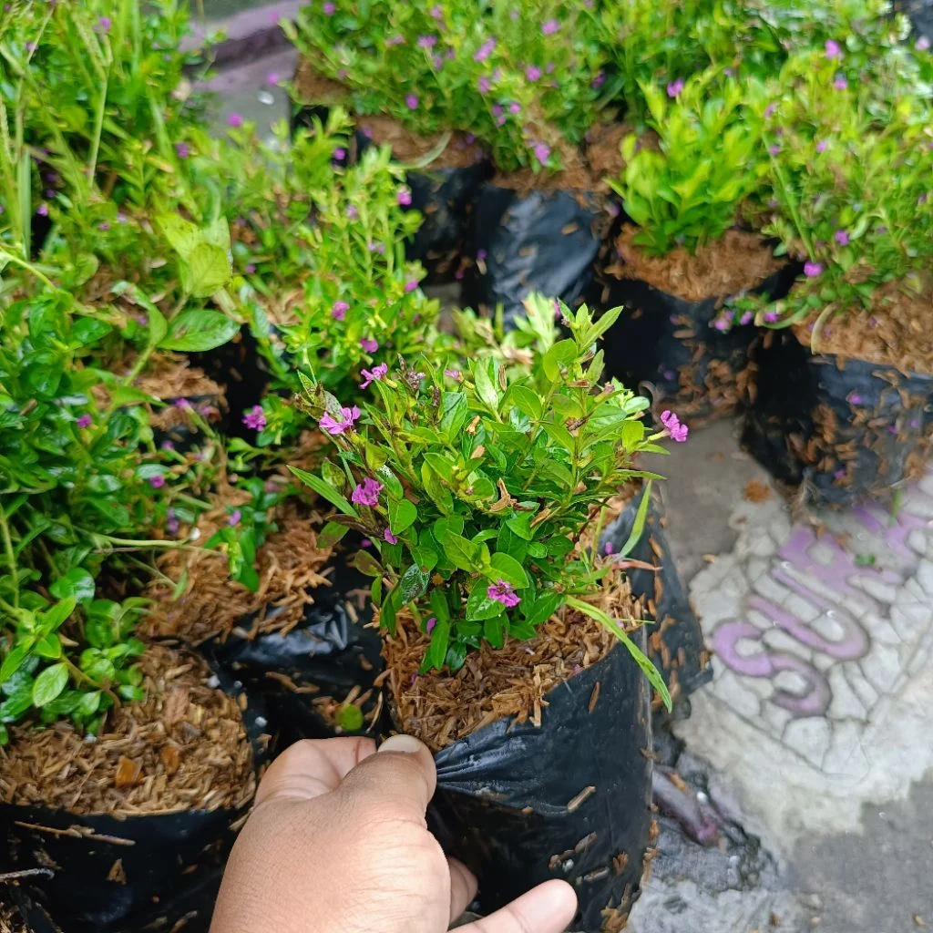 Jual macam-macam tanaman berbunga tahan panas full outdoor Shopee Jual macam-macam tanaman berbunga tahan panas full outdoor Shopee