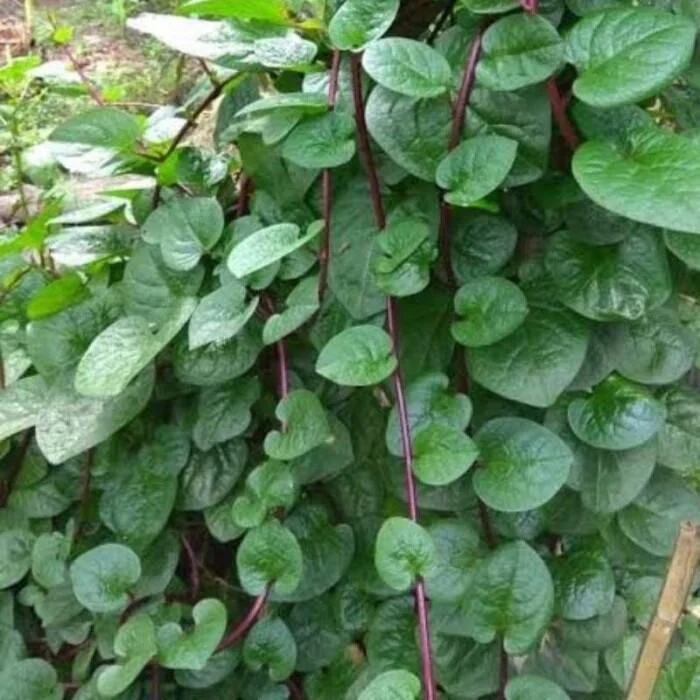 7 Manfaat Daun Binahong untuk Kesehatan dan Cara Konsumsinya - Gen Amikom 7 Manfaat Daun Binahong untuk Kesehatan dan Cara Konsumsinya - Gen Amikom