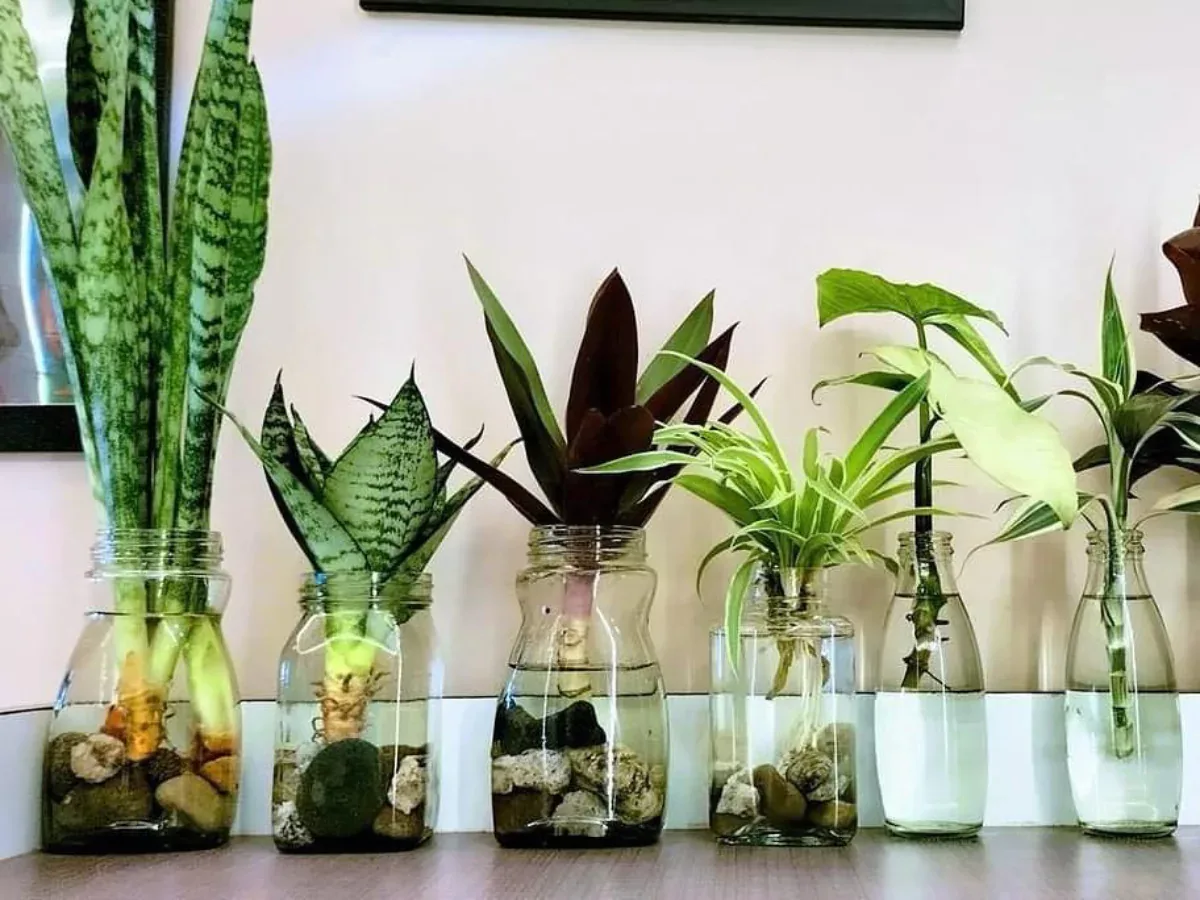 10 Tanaman Hias Air Cantik yang Hidup di Botol Kaca 10 Tanaman Hias Air Cantik yang Hidup di Botol Kaca