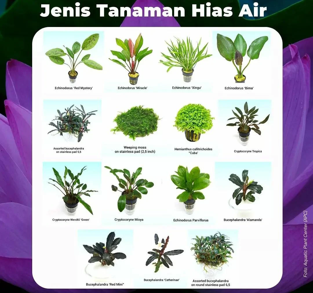 6 Tanaman Air Cocok untuk Ruang Tamu Temukan Suasana yang Adem dan