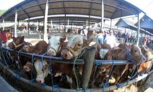 Rahasia Kurban Sapi 2026: Ternyata Ini 5 Tips Memilih Sapi Berkualitas Tinggi Wajib Tahu