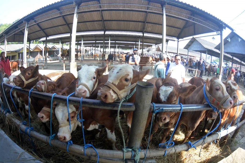 Kurban Unta Sapi atau Kambing Mana yang Lebih Baik Okezone Muslim