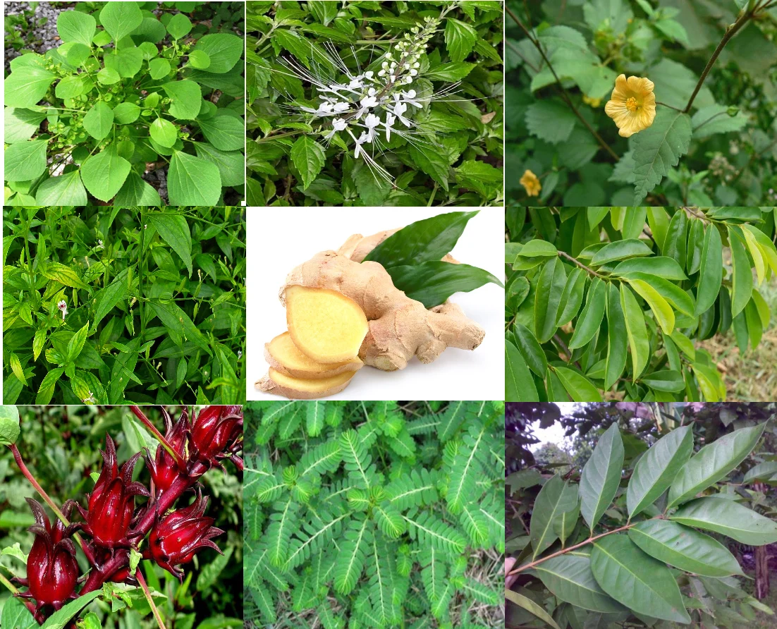 Obat Asam Urat Alami Dari Tumbuhan Dalchaebi