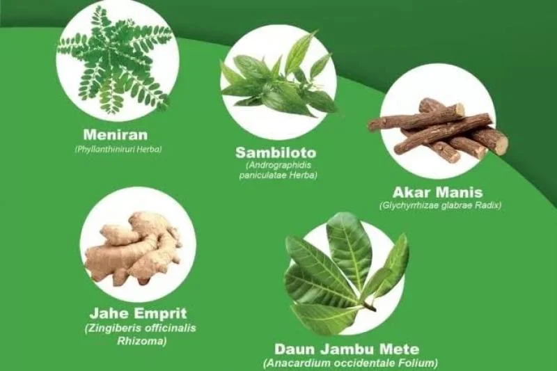 Bambu Lebih Dari Sekadar Bahan Bangunan - Potensi Tanaman Obat Bambu Lebih Dari Sekadar Bahan Bangunan - Potensi Tanaman Obat