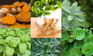 Rahasia Terungkap 2026: Tanaman Obat Beserta Khasiatnya Yang Wajib Anda Tahu Demi Kesehatan Optimal