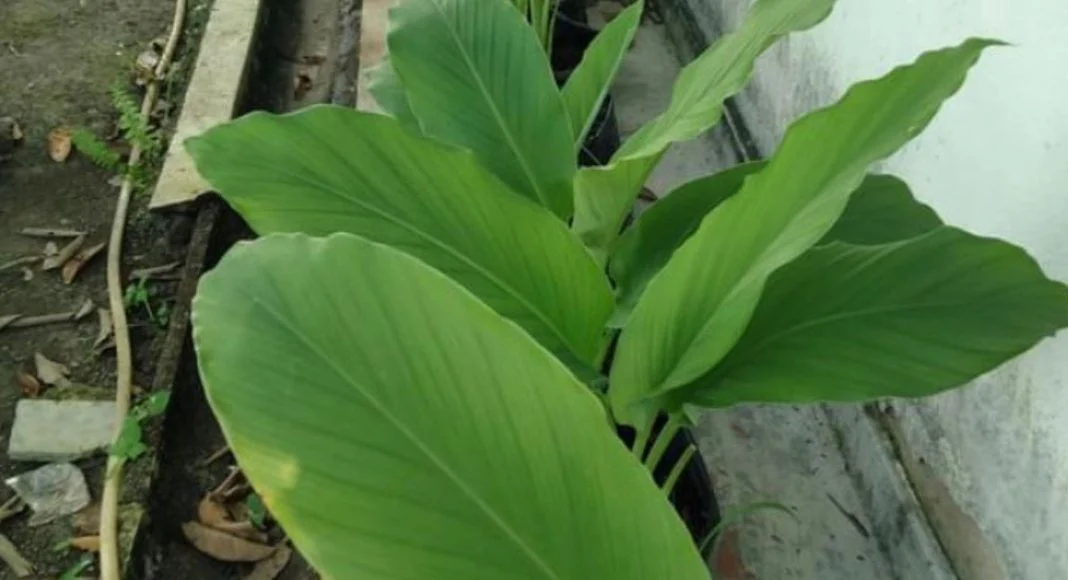 Pokok Duit-Duit Penapis Udara Semulajadi Bukan Tumbuhan Parasit - Impiana Pokok Duit-Duit Penapis Udara Semulajadi Bukan Tumbuhan Parasit - Impiana