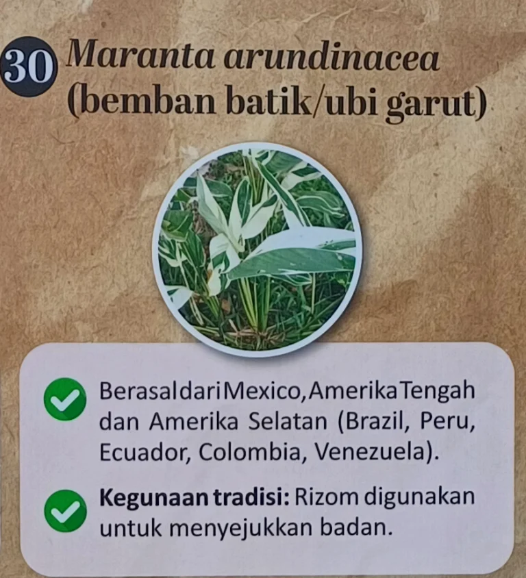Khasiat Herba Page 2 Segalanya Tentang Tumbuhan