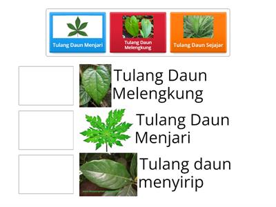 Macam tulang daun - Sumber daya pengajaran Macam tulang daun - Sumber daya pengajaran